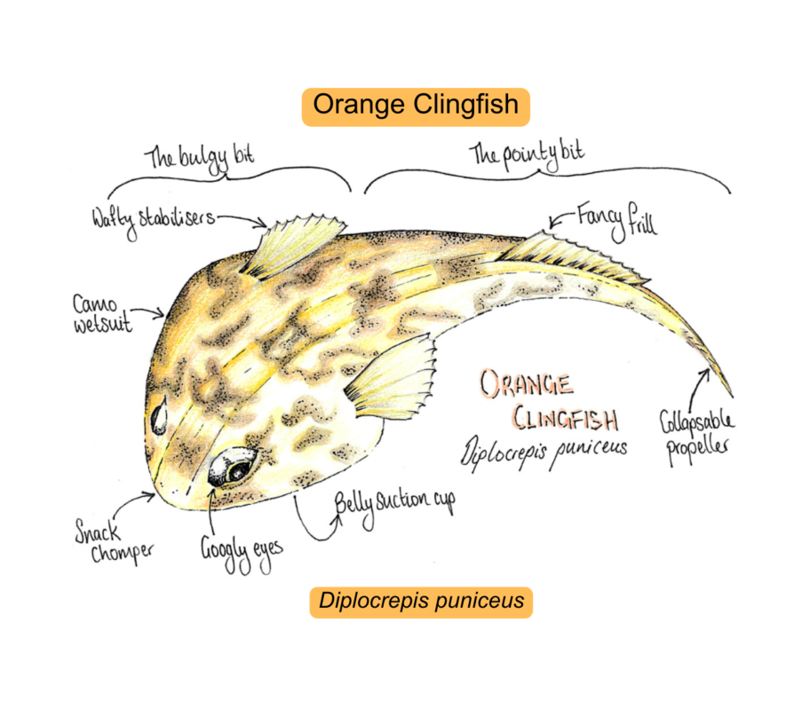 Orange Clingfish 1