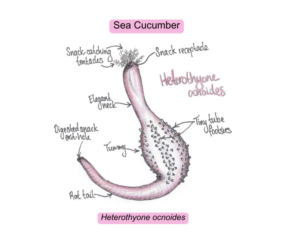 Pink sea cucumber
