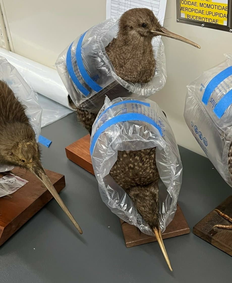 Kiwi