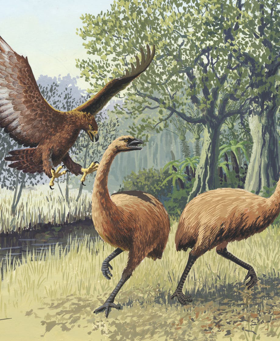 Giant Haasts eagle attacking New Zealand moa2
