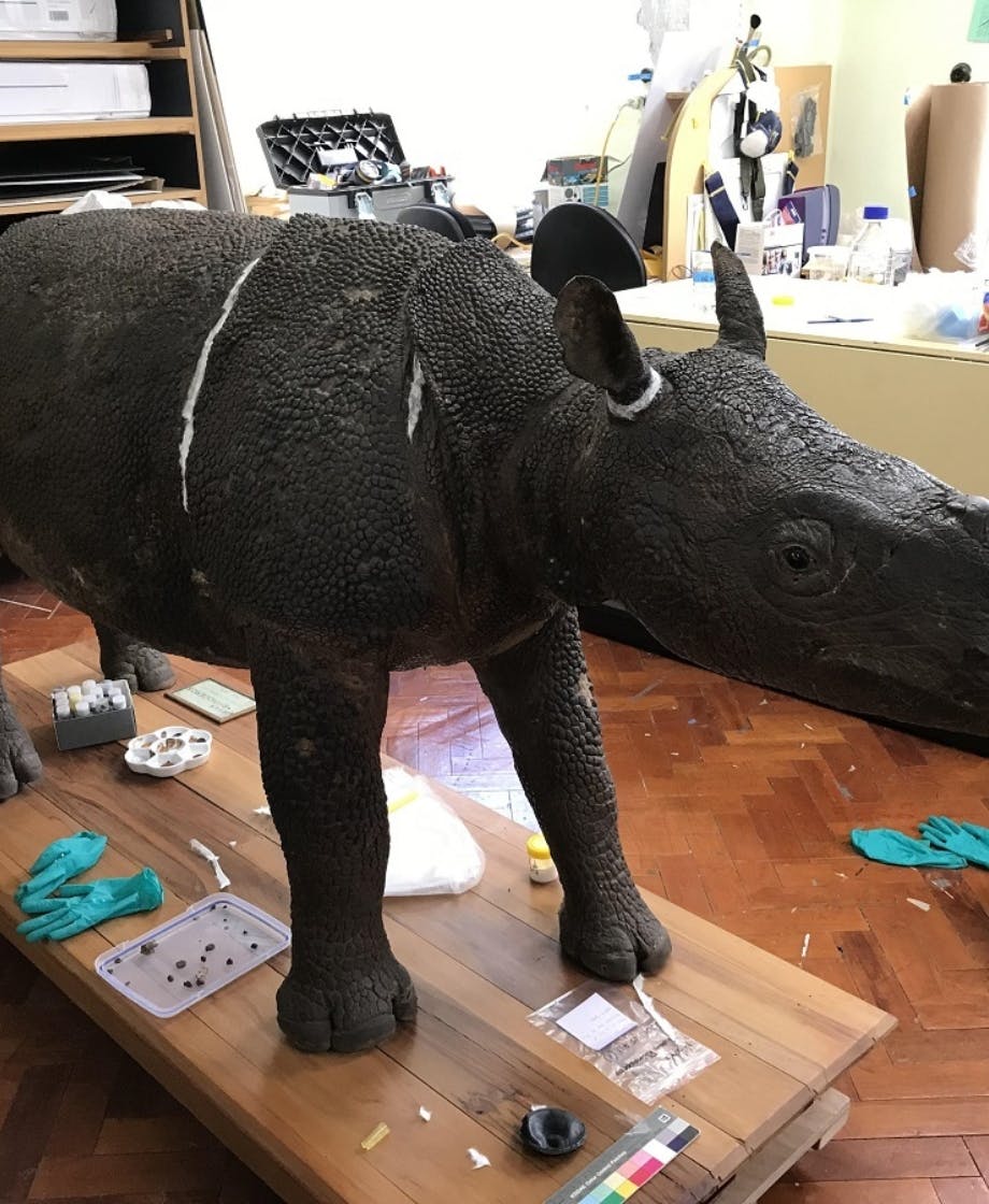 Rhino 1200